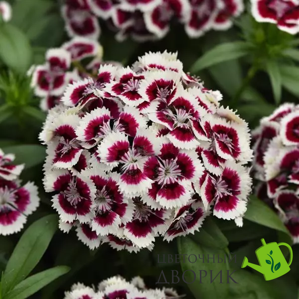 Гвозика Dart Red White Picotee pro-DartRedWhitePicotee100 фото