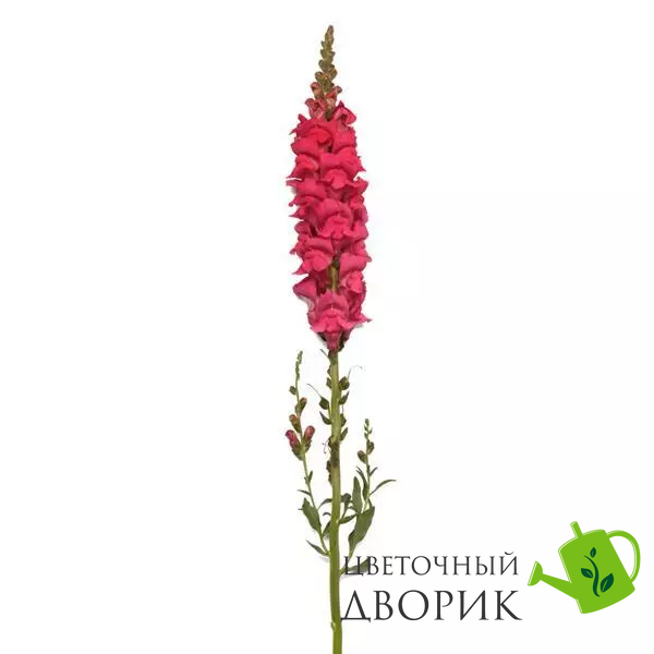 Ротики садові Potomac Early Rose Improved New2027 pro-potomacEarlyRoseImpr-1000 фото