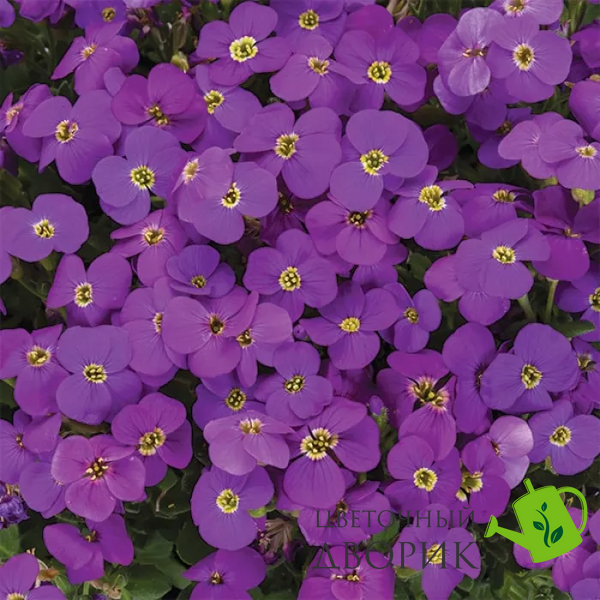 Обрієта гібридна Audrey F1 Purple Shades AudreyPurpleShades фото