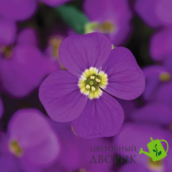 Обрієта гібридна Audrey F1 Purple Shades AudreyPurpleShades фото
