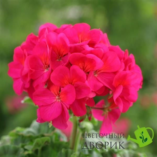 Пеларгония Horizon F1 Violet HorizonViolet фото