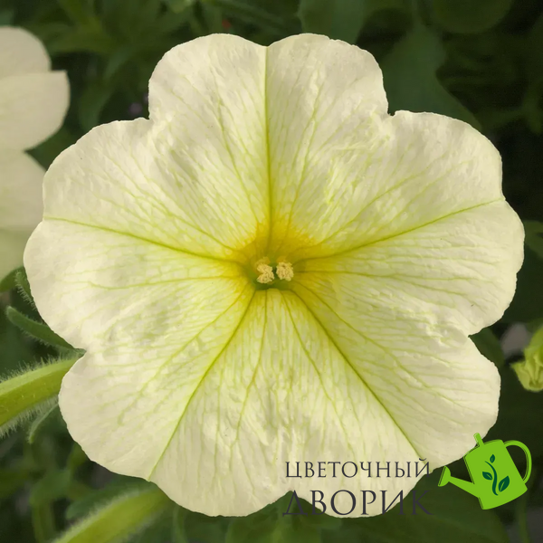 Петуния Opera Supreme F1 Lemon OperaSupremeLemon фото