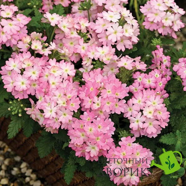 Вербена Tuscany Pink Picotee pro-TuscanyPinkPic-1000 фото