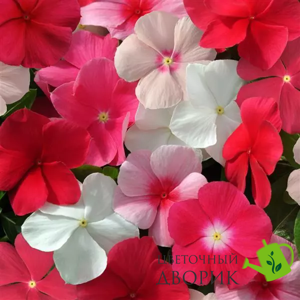 Вінка Mediterranean XP Mix mediterraneanm-10 фото