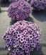 Петуния Opera Supreme F1 Purple Vein pro-petopesupf1purvei-1000 фото 1