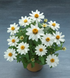 Циннія Belize F1 White pro-BelizeWhite-1000 фото 1