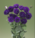 Еустома Croma F1 3 Purple New2027 pro-Croma3Purple-1000 фото 2