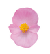 Бегонiя Super Olympia Rose pro-begsupolyros-1000 фото 2