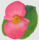 Бегонія Big f1 Deep Pink Green Leaf bigdeeppinkgreenleaf фото 2