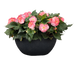 Бегония Nonstop F1 Rose Picotee NonstopRosePicotee фото 3