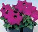 Петунія Tango F1 Violet TangoViolet фото 1