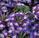 Вербена Tuscany Twister Purple Shades TuscanyTwisterPurpleSh фото 2