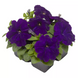Петуния Damask F1 Blue pro-petdamf1blu-1000s фото 1