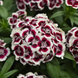 Гвозика Dart Red White Picotee pro-DartRedWhitePicotee100 фото 2