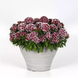Гвозика Dart Red White Picotee pro-DartRedWhitePicotee100 фото 1