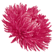 Айстра Gala Carmine Rose pro-astgalcarros-500 фото 2