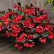 Бегония Big DeluXXe F1 Red Bronze Leaf BigDeluXXeRBrL фото 2