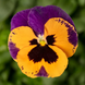 Вiола Fino Orange With Purple Wing  pro-FinoOrangeWithPurpleWing-1000 фото 1