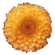 Календула Bon Bon Apricot pro-kalbonbonapr-1000 фото 2