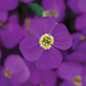 Обрієта гібридна Audrey F1 Purple Shades AudreyPurpleShades фото 3