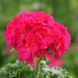 Пеларгония Horizon F1 Violet HorizonViolet фото 2