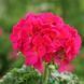 Пеларгония Horizon F1 Violet HorizonViolet фото 1