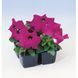 Петунія Tango F1 Violet TangoViolet фото 2