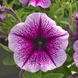 Петуния Opera Supreme F1 Purple Vein pro-petopesupf1purvei-1000 фото 3
