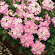 Вербена Tuscany Pink Picotee pro-TuscanyPinkPic-1000 фото 3