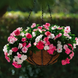 Вінка Mediterranean XP Mix mediterraneanm-10 фото 1