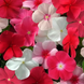 Вінка Mediterranean XP Mix mediterraneanm-10 фото 2