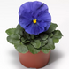 Виола Delta Speedy F1 True Blue DeltaSpeedyTBlue фото 2