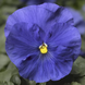Виола Delta Speedy F1 True Blue DeltaSpeedyTBlue фото 1