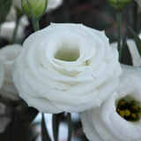 Эустома Croma F1 2 White New2027 pro-Croma2White-1000 фото