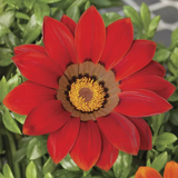 Газания Gazoo Red with Ring pro-gazgazredwitrin-1000 фото