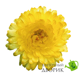 Календула Bon Bon Light Yellow pro-kalbonbonligyel-1000 фото