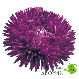 Астра Gala Purple GalaPurple фото