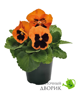 Вiола Inspire Plus F1 Orange Blotch pro-InspirePlusOrangeBl-500 фото