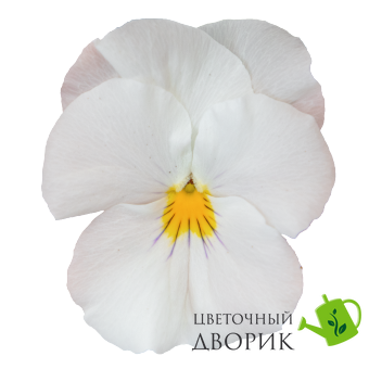 Виола Highflyer F1 White HighflyerWhite фото