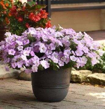 Петунія Wave F1 Misty Lilac WaveMistyLilac фото