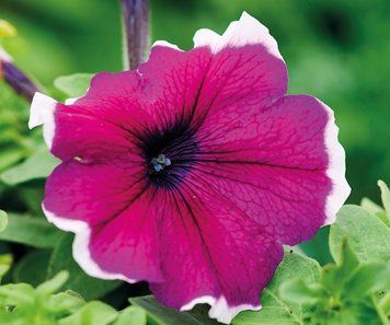 Петунія Limbo F1 Burgundy Picotee LimboBurgundyPicotee фото