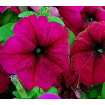 Петунія Mambo F1 Burgundy pro-petmamf1bur-1000 фото
