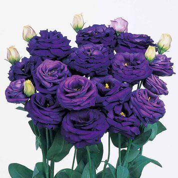 Эустома Rosita 3 Blue II pro-rositaBlueII-1000 фото