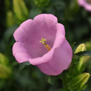 Дзвоник Campana Pink  pro-CampanaPink-500 фото