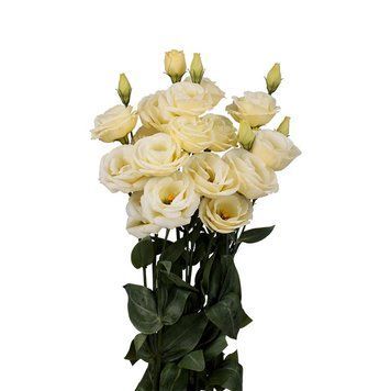 Eустома Rosita 4 Yellow pro-Rosita4Yellow-1000 фото