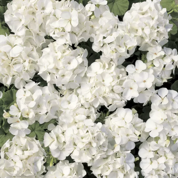 Пеларгонія Multibloom White pro-pelmulwhi-1000 фото