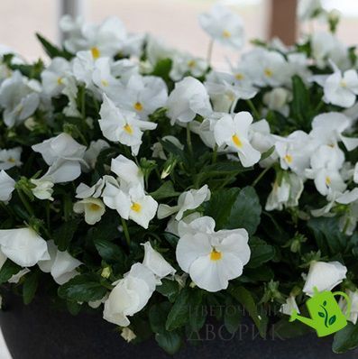 Виола Highflyer F1 White HighflyerWhite фото