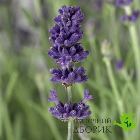Лаванда Scent Blue Early pro-lavscebluear-1000 фото