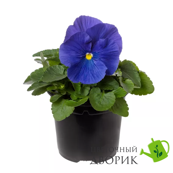 Вiола Colossus F1 True Blue ColossusTrueBlue фото