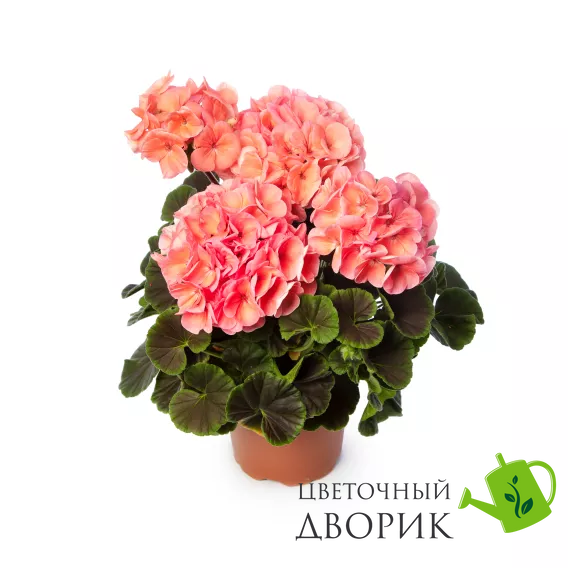 Пеларгония Horizon Shadow F1 Salmon pro-HorizonShadowSalmon-1000 фото